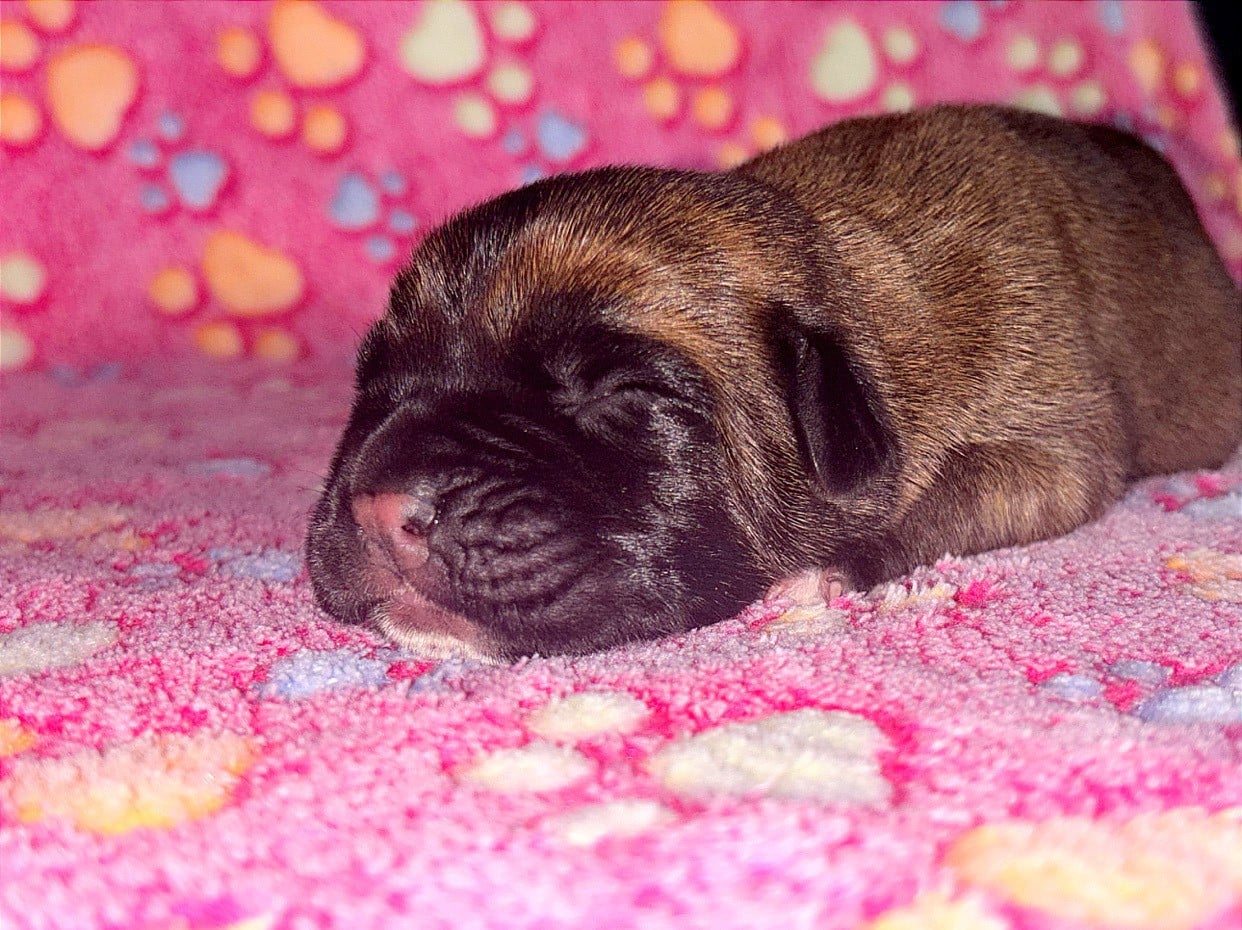 Cane Corso - du Domaine Des Terres Noires