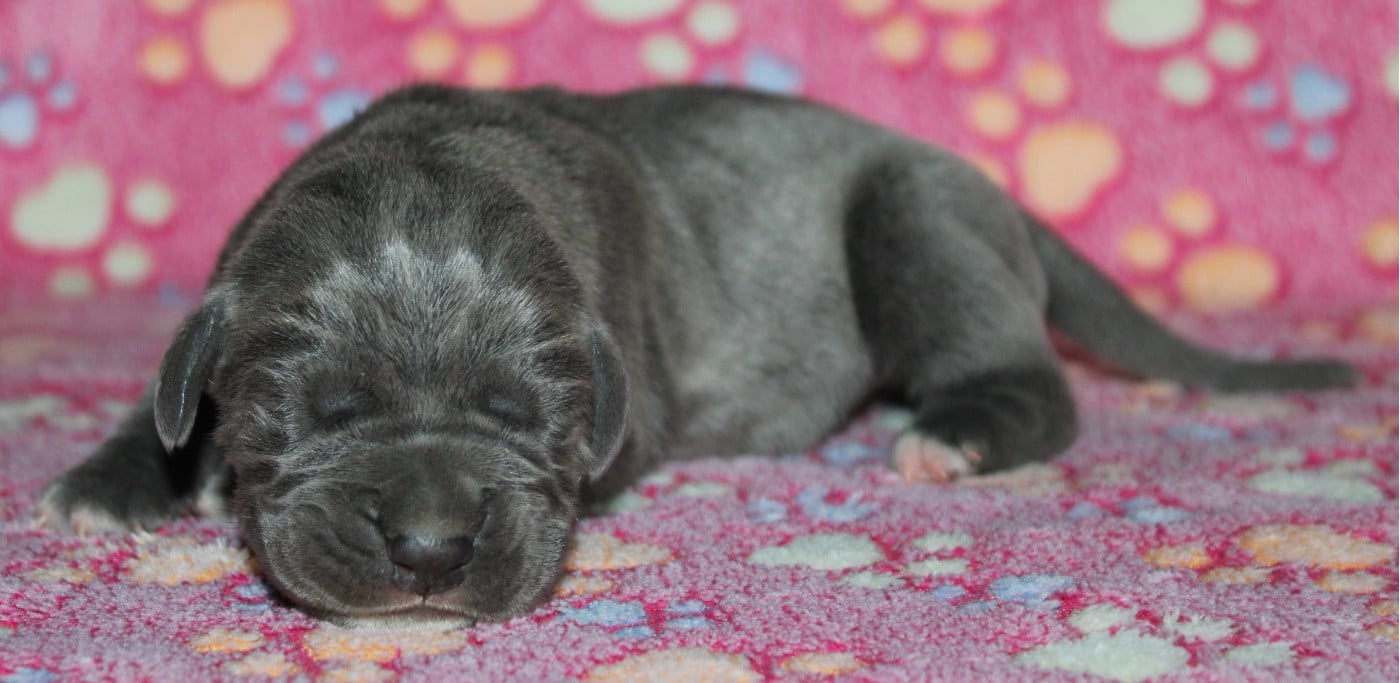 Femelle 1 - Cane Corso