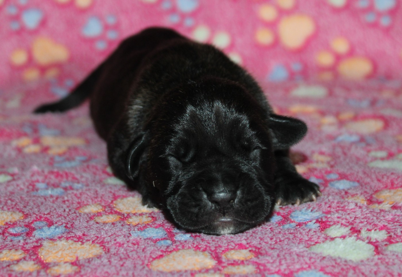 Femelle 3 - Cane Corso