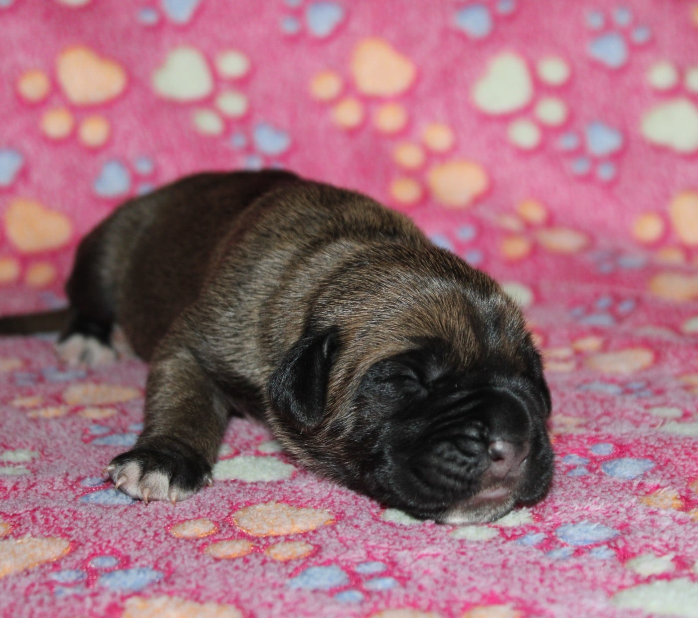 Femelle 4 - Cane Corso