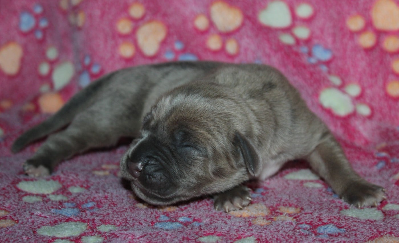 Femelle 5 - Cane Corso