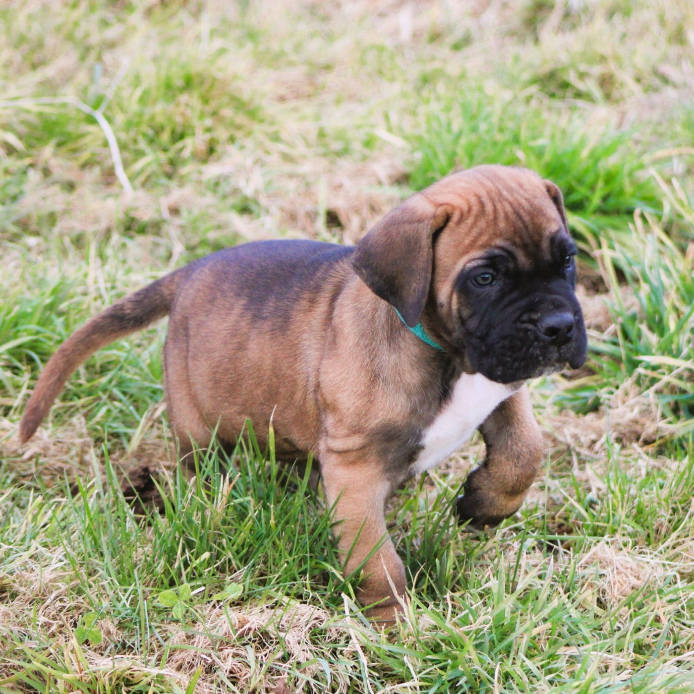 Cane Corso - du Domaine Des Terres Noires
