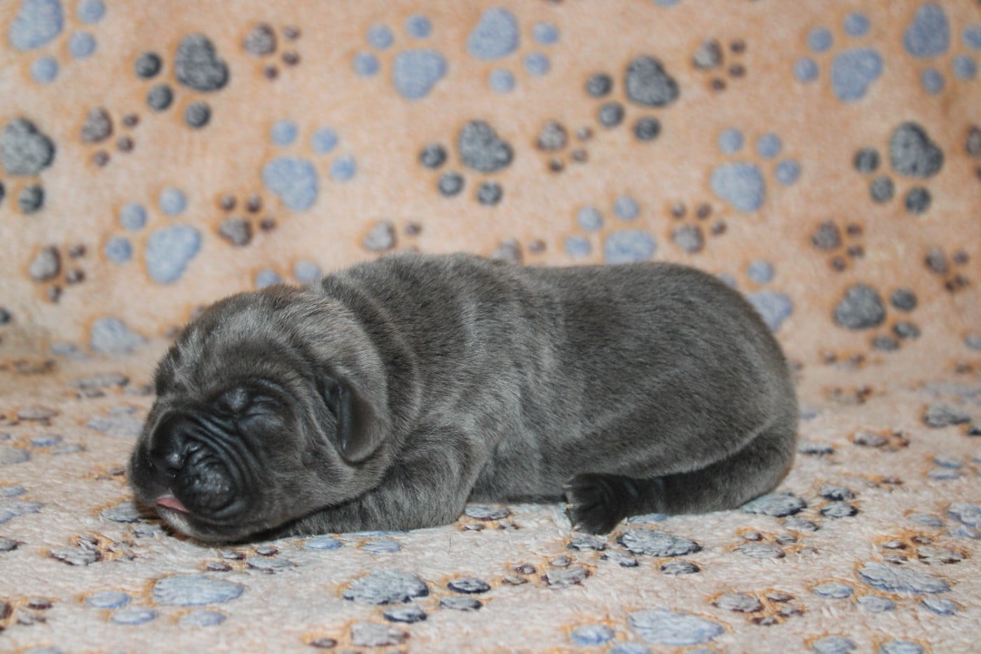 Femelle 5 sans Collier - Cane Corso