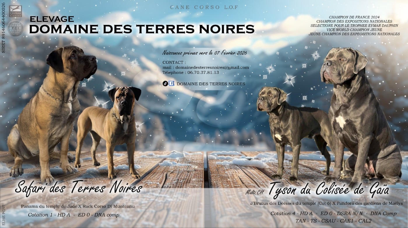 Cane Corso - du Domaine Des Terres Noires