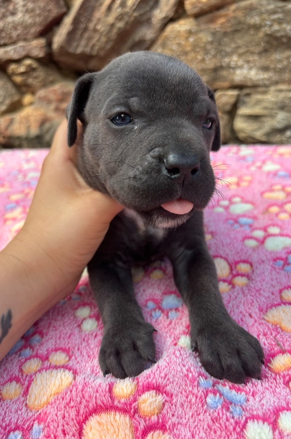 Femelle 3 sans Collier - Cane Corso