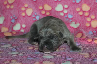 Les chiots de Cane Corso