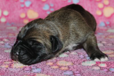 Les chiots de Cane Corso
