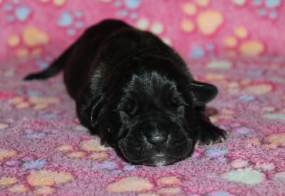 Les chiots de Cane Corso