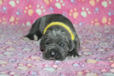 Les chiots de Cane Corso