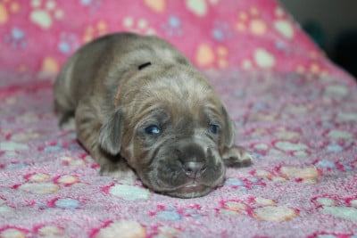 Les chiots de Cane Corso
