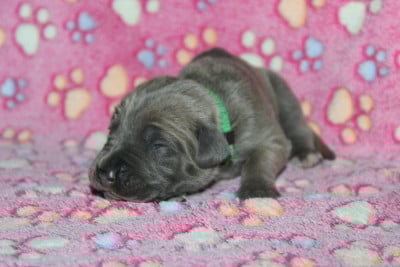 Les chiots de Cane Corso