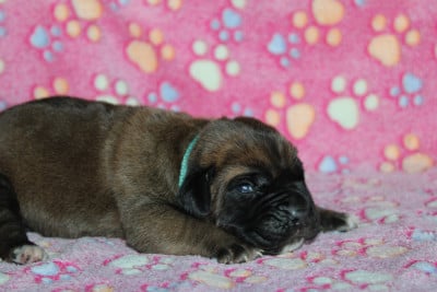 Les chiots de Cane Corso