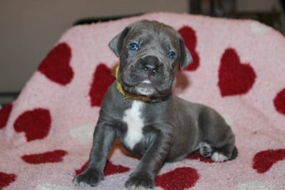 Les chiots de Cane Corso