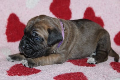 Les chiots de Cane Corso
