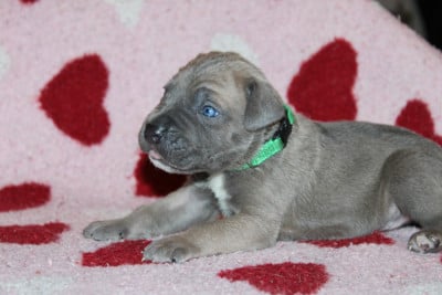 Les chiots de Cane Corso
