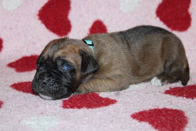 Les chiots de Cane Corso