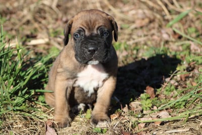 Les chiots de Cane Corso