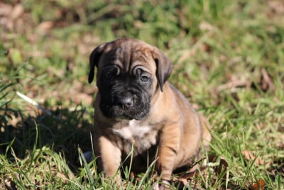 Les chiots de Cane Corso