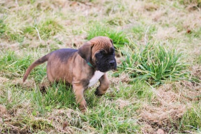 Les chiots de Cane Corso