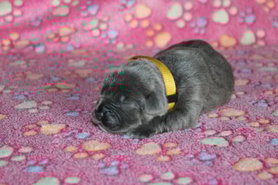 Les chiots de Cane Corso