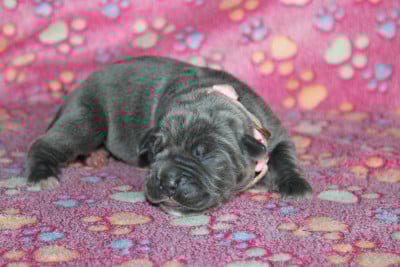 Les chiots de Cane Corso