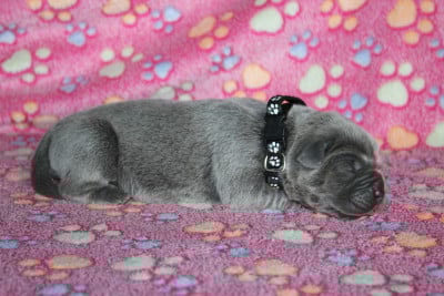 Les chiots de Cane Corso