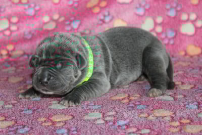 Les chiots de Cane Corso