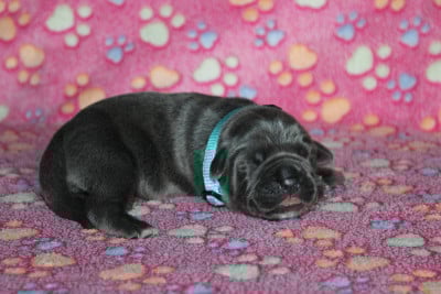 Les chiots de Cane Corso