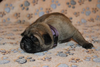 Les chiots de Cane Corso