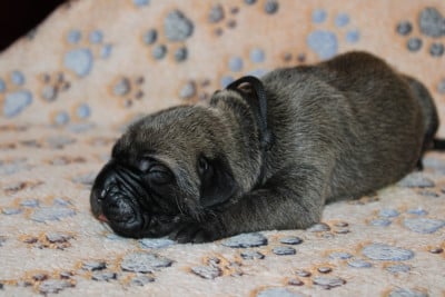 Les chiots de Cane Corso