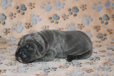 Les chiots de Cane Corso