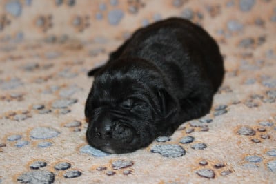Les chiots de Cane Corso