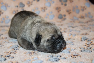 Les chiots de Cane Corso