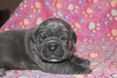 Les chiots de Cane Corso