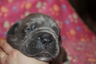 Les chiots de Cane Corso