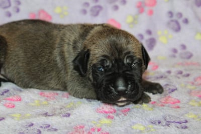 Les chiots de Cane Corso