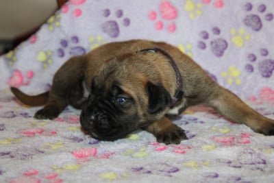 Les chiots de Cane Corso