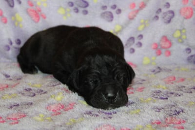 Les chiots de Cane Corso