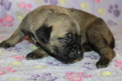 Les chiots de Cane Corso