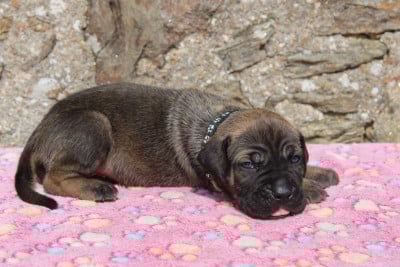Les chiots de Cane Corso