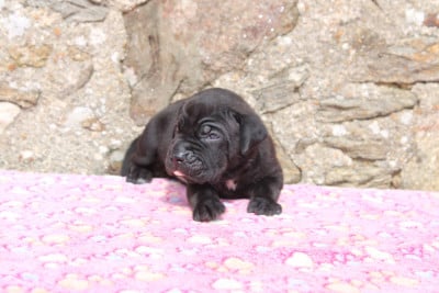 Les chiots de Cane Corso