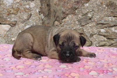 Les chiots de Cane Corso