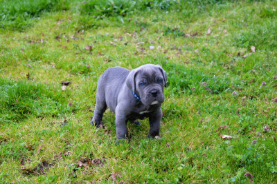 Les chiots de Cane Corso