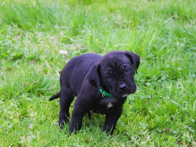 Les chiots de Cane Corso