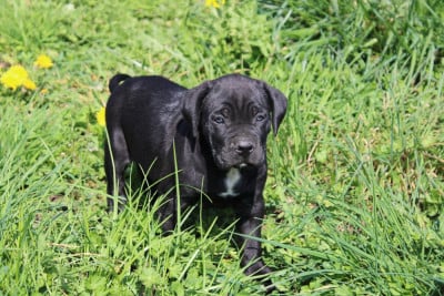 Les chiots de Cane Corso