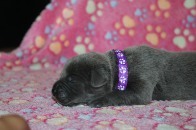 Les chiots de Cane Corso