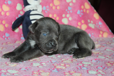 Les chiots de Cane Corso