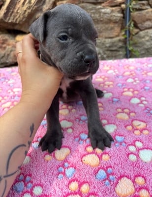 Les chiots de Cane Corso