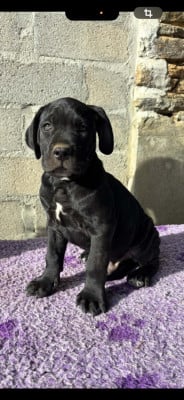 Les chiots de Cane Corso