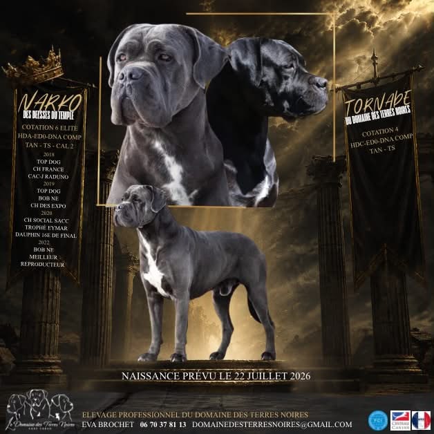 Cane Corso - du Domaine Des Terres Noires